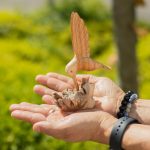 Handmade Parasite Wood Art Carving - Nectar Drinking Hummingbird - Image 2